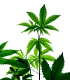 Marihuana-Plantage entdeckt