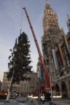 Christbaum steht auf dem Marienplatz